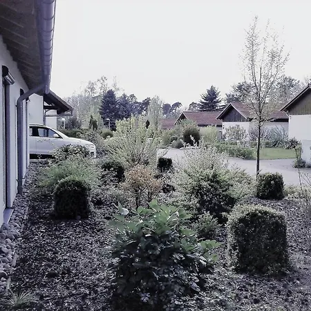 Pinus 15 * Lenz